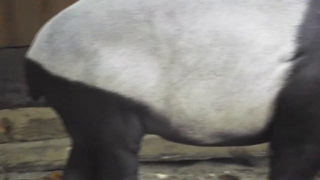 Singapore Zoo Tapir Video