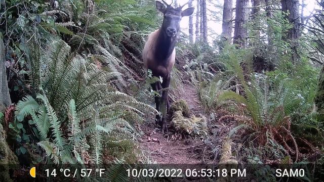 2022 September And October Trail Camera Footage | Washington State