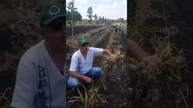 Уборка чеснока. Подрезка