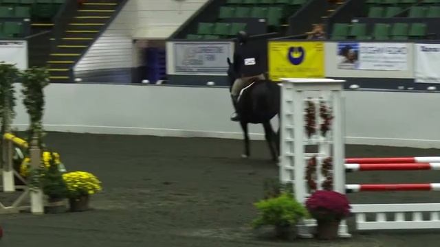 Video Of VINCITORE'S LEGACY Ridden By CAROLYN LAVIN From ShowNet!
