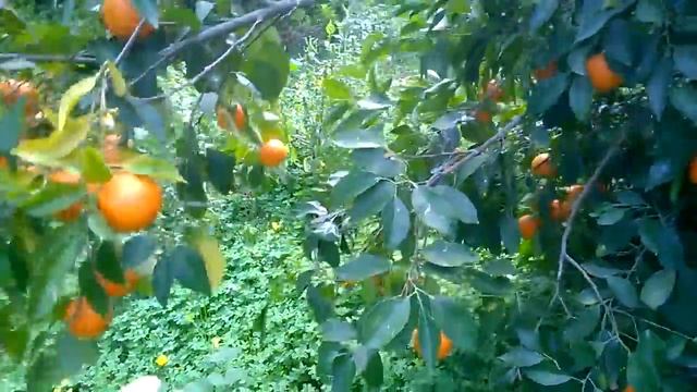 Апельсиновые плантации. Северный Кипр. Февраль 2017.