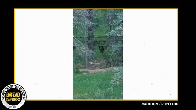 One In A Million Trail Cam Captures