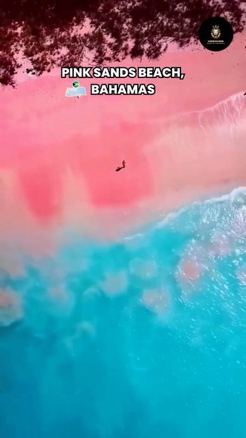 Pink Sands Beach, Bahamas 💗💗 #travelling #travel #shorts