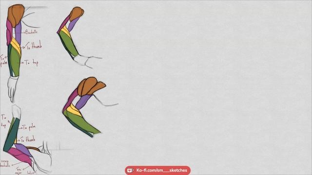 Arm Anatomy Study - Identifying And Mapping The Major Muscles