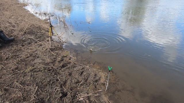 Ловля ЛЕЩА весной на ФИДЕР. Рыбалка на р. Протва.