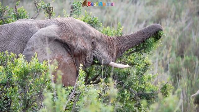 Running Speed Of Animals - Cow, Dog, Cat, Tiger, Leopard, Snake, Dog