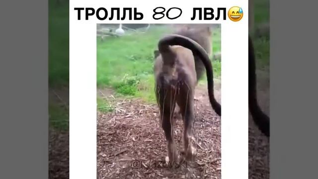 Лев тролль 80 уровня
