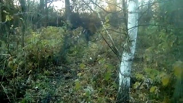 ловля крапивника в октябре 2021г