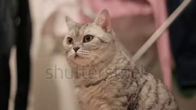 D087379fd1f8833ff91d0b32b50fe868