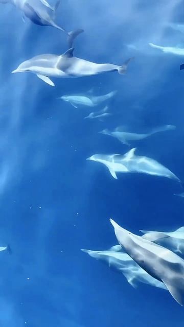 The Elegance Of Water Dance Of The Fishes @Naturalshortclip  #shorts #youtubeshorts #sea