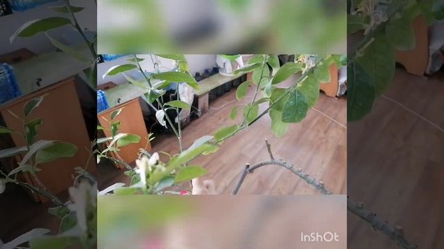 Дерево - сад, дегустация плодика.