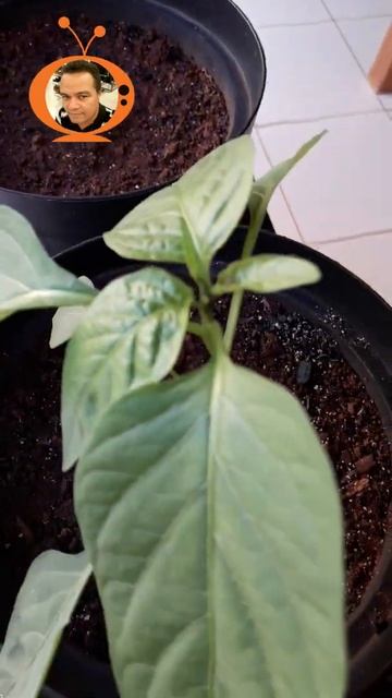 MEUS PÉS DE PIMENÕES #shor #shorts #pimentões #pimentas