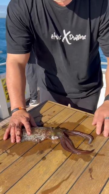 HOW TO HUMANELY KILL A SQUID #fishing