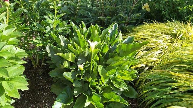 Как выглядят наши каллы в мае