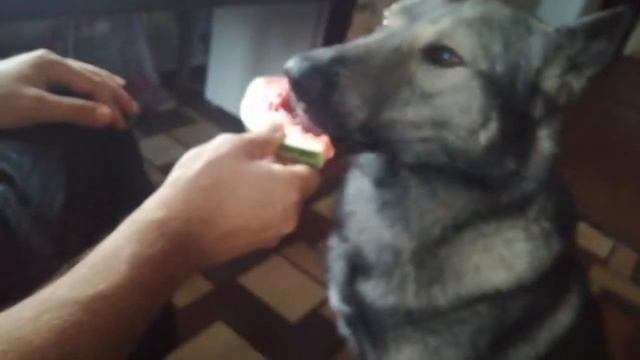 Собака ест арбуз