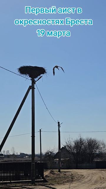 Первый аист замечен в окресностях Бреста