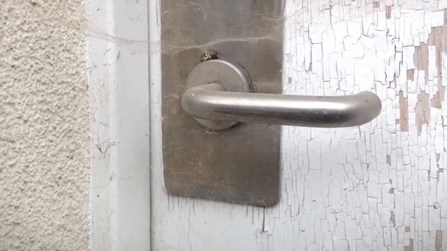 False Widow Spider Hauling a Shield Bug to Her Den !!