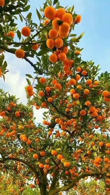 Orange Farming #shorts #youtubeshorts #viral #youtubeshorts #agriculture #farming