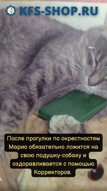 🔥После прогулки кот обнимает КФСки ▫️ Отзывы о КФС Кольцова ▫️ КФС для животных