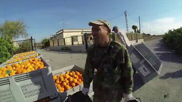 Работа в Испании. Собираем апельсины.