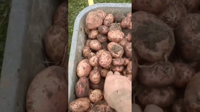 Выкапываем картофель сорт Жуковкский ранний.