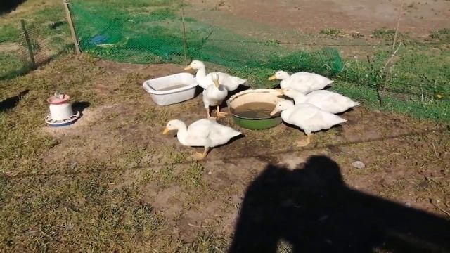 Влог Доброе утро/наш хоз. двор/Алтайский край