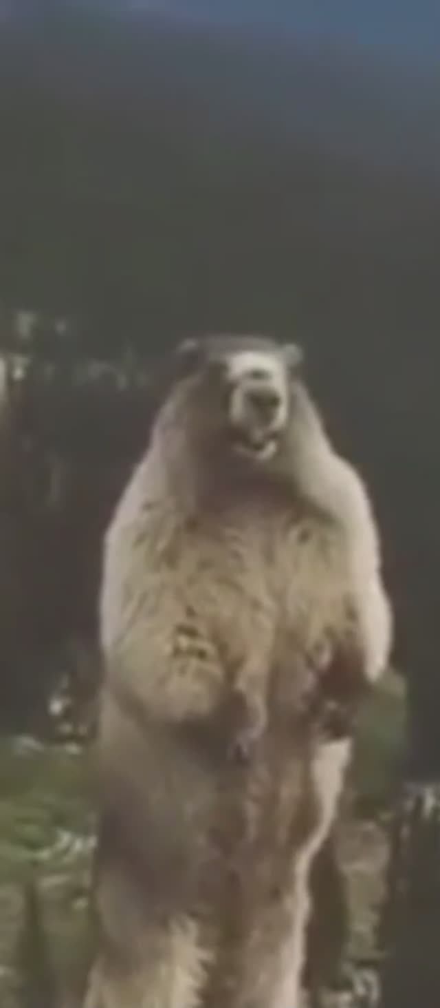 Адский ржач, треш трешовый о стрессе