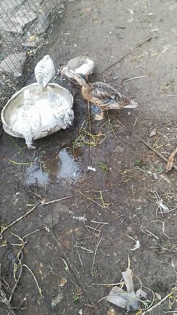 вырос мой дикий утенок