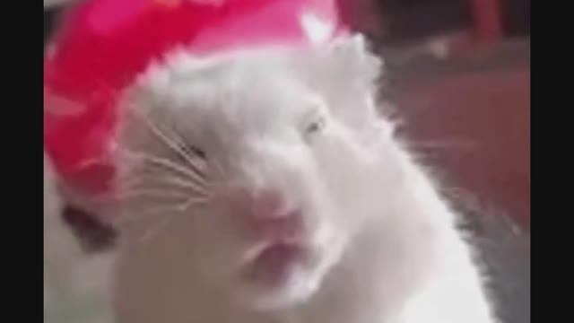 Смешное видео с животными. Треки мои можно добавить себе в плейлист из моего ВК. ССылка в профиле