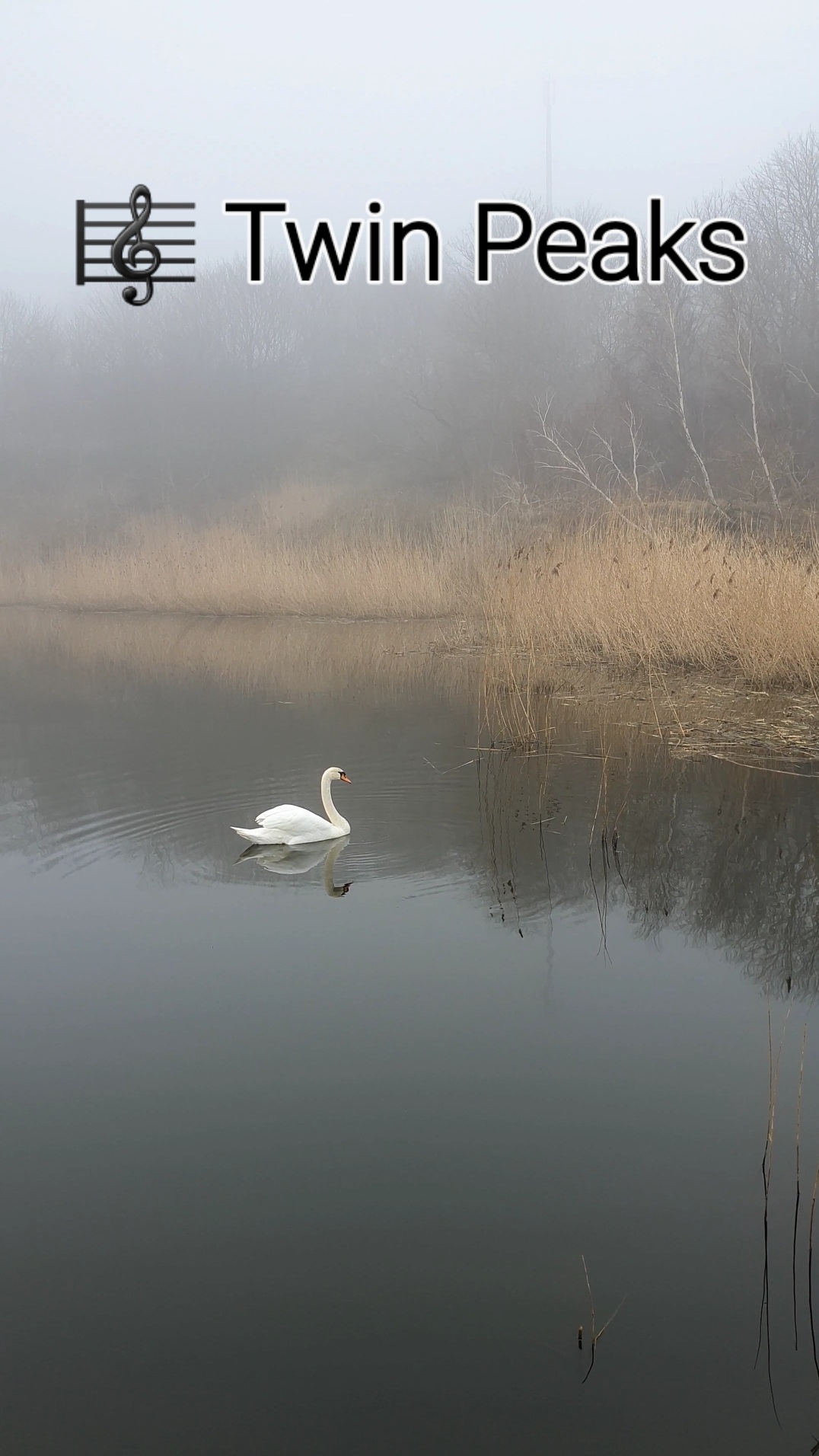 Завораживающее туманное утро ☁️ #янтарный #калининградскаяобласть