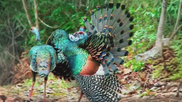 Украли радугу