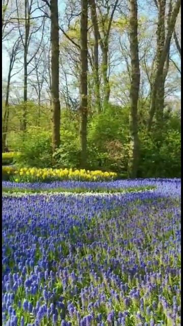 ТЮЛЬПАНЫ. ПАРК KEUKENHOF Нидерланды. Съёмка Lena Z. Апрель 2023