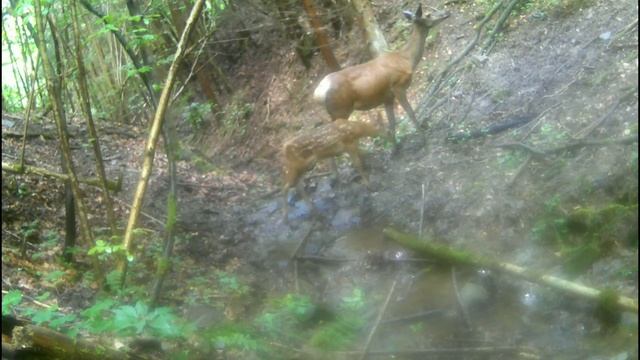 Fotopasca - Psík Medvedikovitý, Jeleň,daniel... /009/ 📽️🎬 Photo Trap Suntek HC 900A