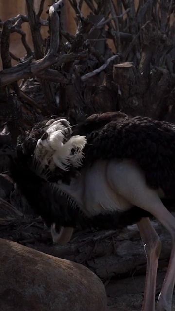 Amazing Ostrich With Calm Music, Sleep Music, Relaxing Music, Meditation Music. #Shorts.