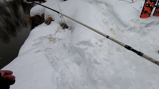 Бодрое весеннее шнурьё