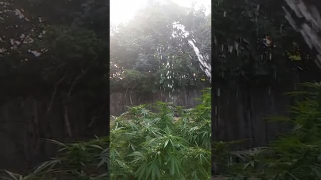Getting My Ladies (Marijuana) Wet!!!    September 24, 2017