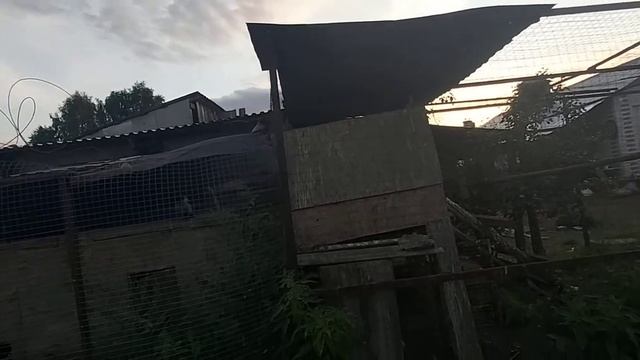 Выпущеная Воронка прилетела покушать  23 08 21 г