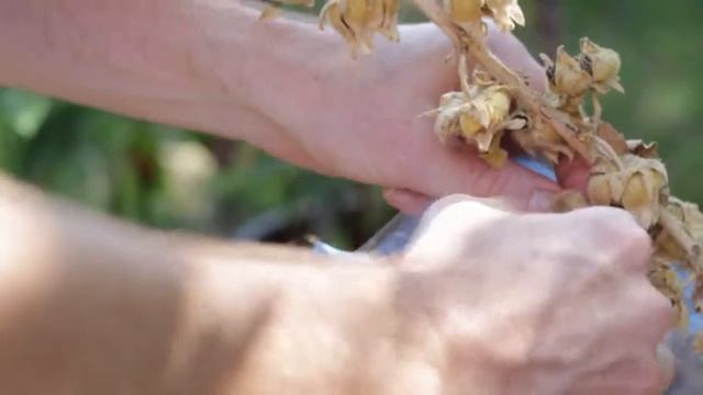 Seed Saving: Hollyhock