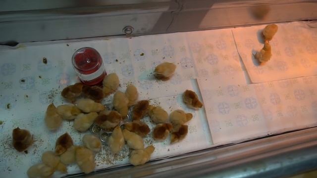 How To Raise Baby Chickens  (#1 0f 4) - RAISING CHICKENS 101