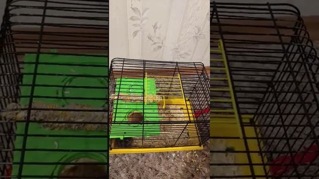 Уборка клетки хомяка Лаки