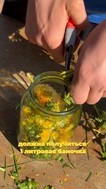 Настой из одуванчиков от вредителей