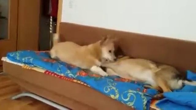 Ласка играет