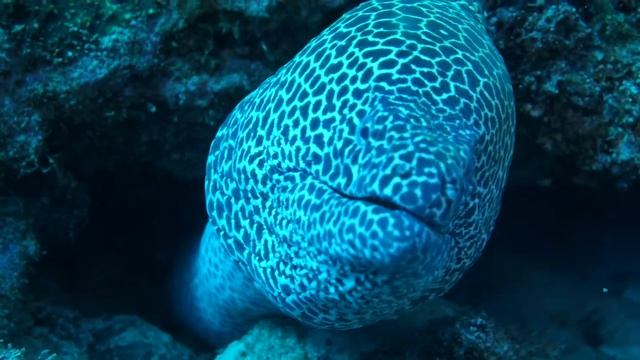 Murene Leopard - Gymnothorax Favagineus