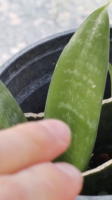 3 CURIOSIDADES Que Quizás NO Sabías Sobre La Reproducción De La Sansevieria