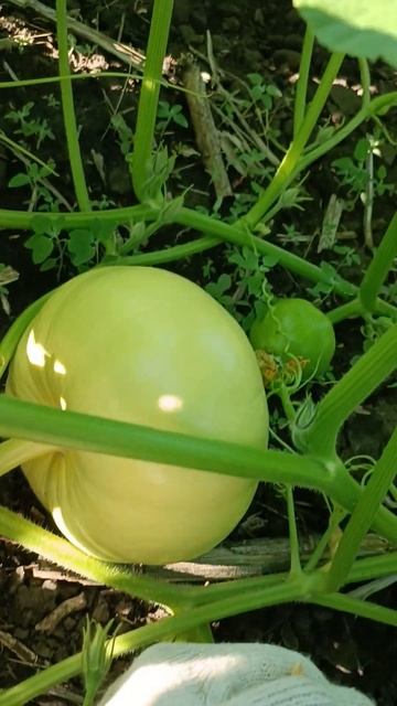 E3724fbde9a6cd8c472b0240e0226bef