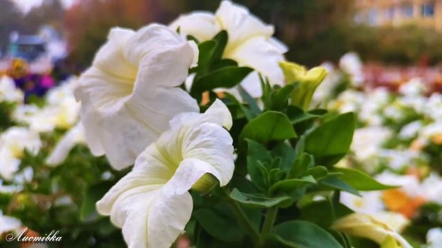 Доброго Ранку та Успішного Дня☕Красиве Привітання з Добрим Ранком  Листопад історію пише