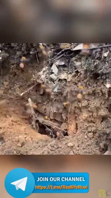 Страшный Шершень 😱