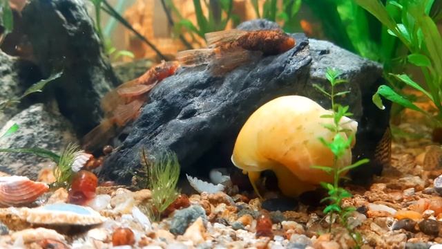 Это репчик :)