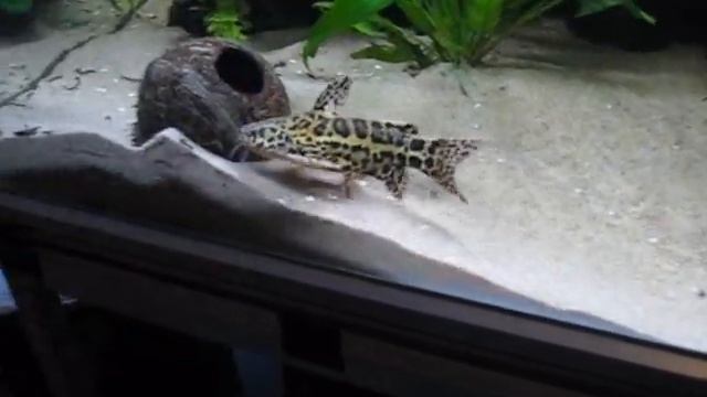 Another Jaguar Catfish Introduced To The Tank