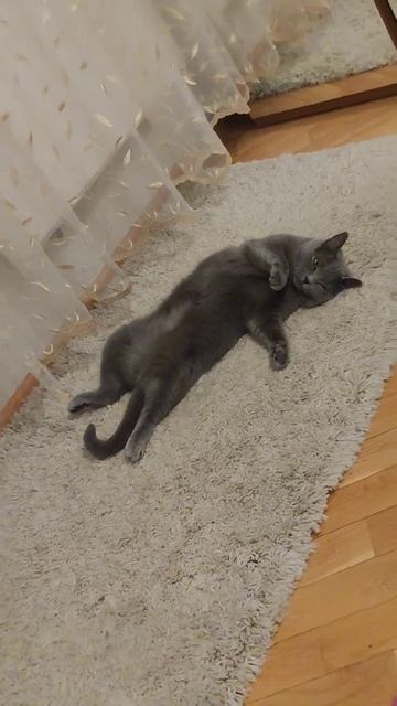 Пей до дна 🐱 #кошки #котики #забавныеживотные #юмор #шортс #ютуб #cats #shorts #youtube